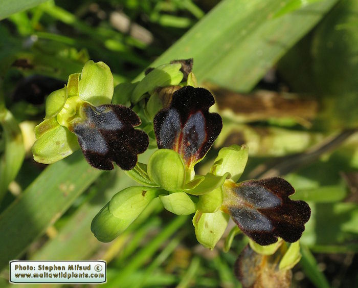 Ophrys iricolor subsp. eleonorae / Valles' Rainbow Bee Orchid / Dubbiena ta\' Tuneż